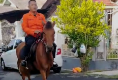 Anggota Basarnas Sulut Pilih Naik Kuda ke Kantor, Dinilai Jadi Alternatif Hemat dan Ramah Lingkungan