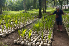 Kementan Siapkan Puluhan Ribu Bibit Kelapa untuk Petani Sulut, Fokus Dorong Hilirisasi dan Produktivitas