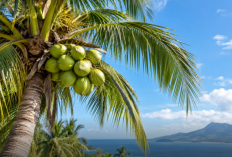 27 Negara Hadiri World Coconut Day 2026 di Sulut, Peserta Diproyeksi Capai 500 Orang