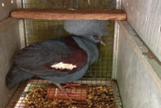 Pedagang Satwa Dilindungi Diciduk di Sulut, 24 Burung Langka Diamankan