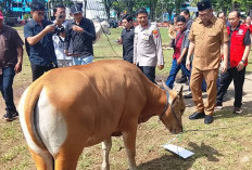 Pemkot Manado Serahkan 30 Ekor Sapi Kurban untuk Umat Islam Jelang Idul Adha 1447 Hijriah