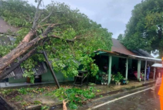 Cuaca Ekstrem Terjang Makassar: 19 Rumah Rusak dan Sejumlah Mobil Tertimpa Pohon Tumbang