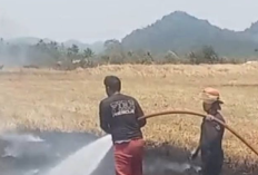 Kebakaran Rumput Dekat Bandara Sam Ratulangi, Warga Diimbau Tak Bakar Sampah dan Lahan